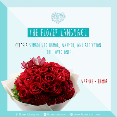 【The Flover Language】- Celosia