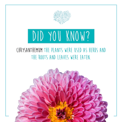 【Flover Trivia】- Chrysanthemum